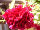 2010_Tansania_1207.jpg