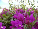 2010_Tansania_1296.jpg