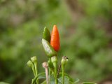 2010_Tansania_1550.jpg