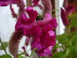 2010_Tansania_541.jpg