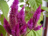 2010_Tansania_542.jpg