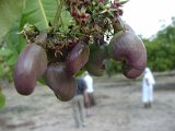 2010_Tansania_627.jpg