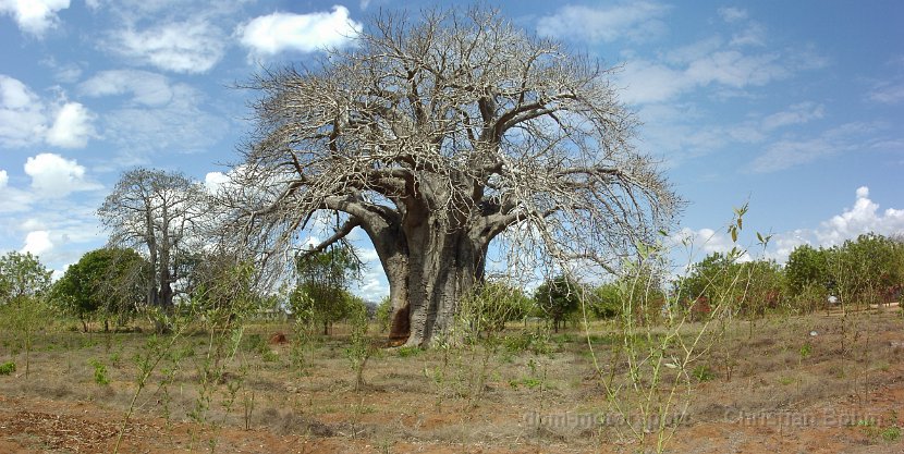 2011_Tansania_Mtwara_Baum