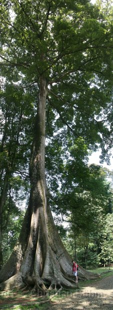 2015_Indonesien_Baum