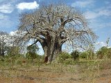 2011_Tansania_Mtwara_Baum.jpg
