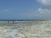 2011_Tansania_Sansibar_Bucht_Delfin360.jpg