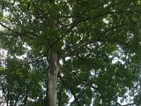 2015_Indonesien_Baum.jpg