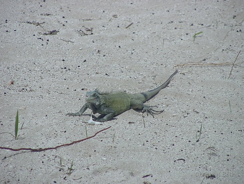 2013_Curacao_gesamt_0026