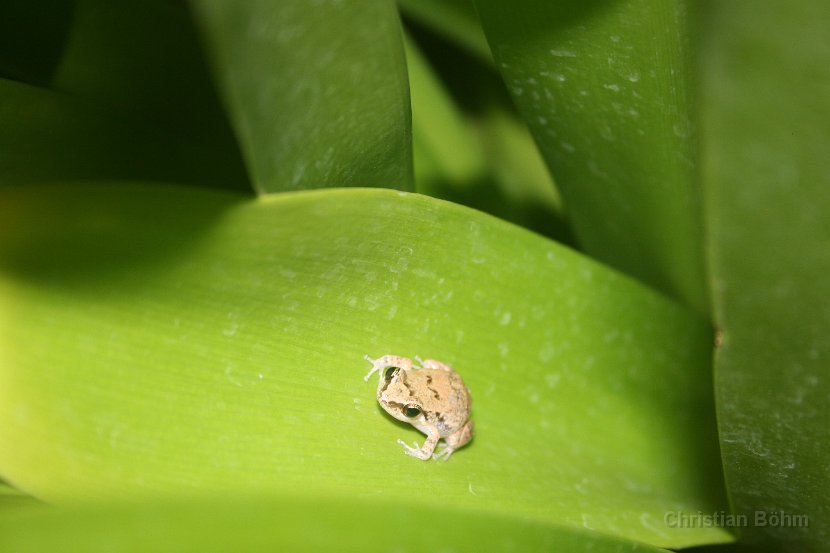 2013_Curacao_gesamt_0815