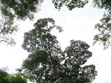 2015_Indonesien_03_018.JPG